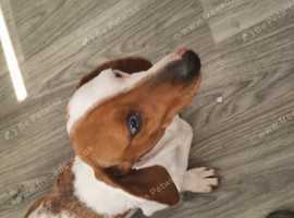 Dachshund boy