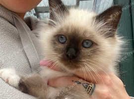 registered Birman Blue pointMale Kitten