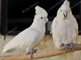 Cockatoo pair Glasgow