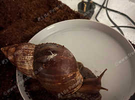 Giant African Land Snails