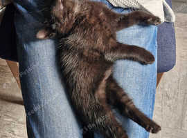 10 weeks only kittens for sale