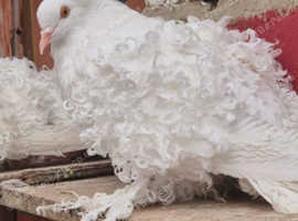 White frill back pigeons for sale