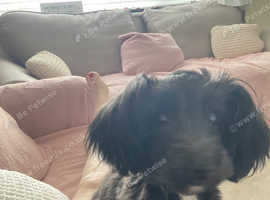 Puppie CAVAPOO micro smallest