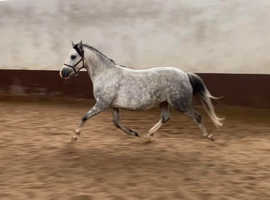 Fully Registered Welsh B mare - Perfect summer project