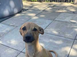 Saluki whippet bull.  6 months old.