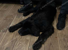 Newfoundland x pup