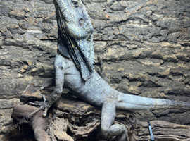 Adult Male Frilled Dragon at Birmingham Reptiles