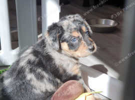 Blue merle collie x kelpie