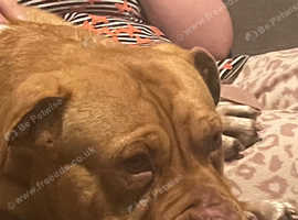 Dog de Bordeaux cross female