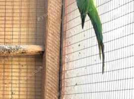Female green Indian ringneck