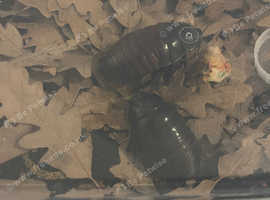 Cockroach and isopods for sale in Birmingham