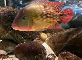 Red terror cichlids