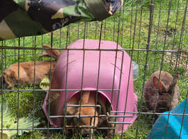 16 week old bunnies