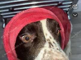 2 Year old springer spaniel for sale