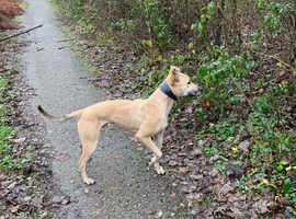 Whippet In Farnworth Pets For Sale Rehome Freeads