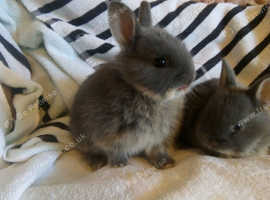 Pure Bred Netherland Dwarf Lilac Boy in Epsom KT19 on Freeads ...