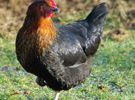 Lovely Black Rock Hens for sale - wormed and vaccinated