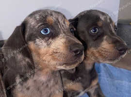 6 dachshund puppies