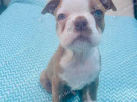 Boston terrier X bulldog