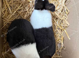 10 week old Dutch rabbits