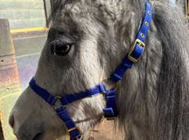 Cute grey filly