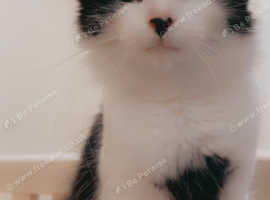 REDUCED Norwegian forest cat for sale