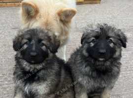Beautiful big chunky long haired pups