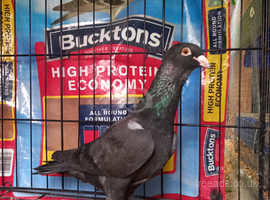 Racing Pigeon Ets FOR SALE! - PicClick UK