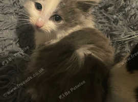 4 lovely mixed breed kittens
