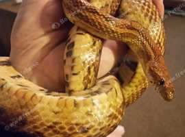 BEAUTIFUL CORN SNAKE FOR REHOMING