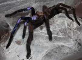 Electric blue earth tiger (sling)