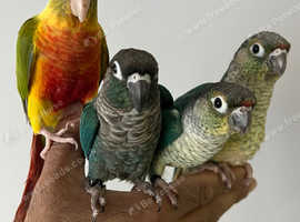 Silly Tame Mutation handreared Conure parrots