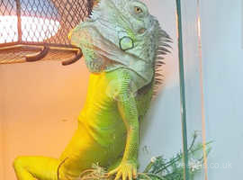 Beautiful green 18 month old iguana