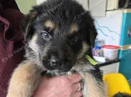 Looking for a forever homes whenever