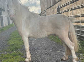 Lemon & white mini Shetland Colt