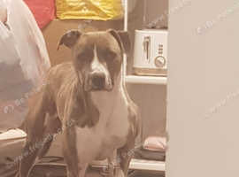 Staffy X Lurcher (Guard dog) (Needs rehoming)