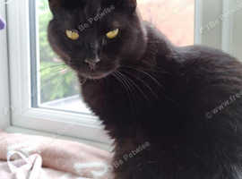 STILL MISSING FEMALE BLACK CAT