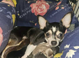 5 lovely coloured chug puppies (updated pictures)