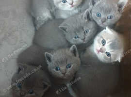 British shorthair and scotish fold