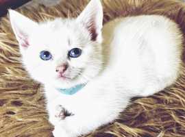 Very Special Rare Pure White Blue Eyed Kitten Available!