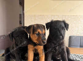 Lakeland terrier puppies for sale