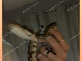 Ball python and full set up