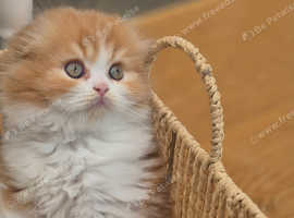 Long hair Scottish Folds