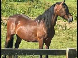 Old fashioned Section d mare