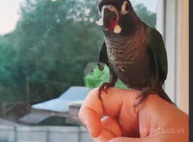 Hand Reared Tamed Baby Conure