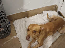 American bully needs rehousing