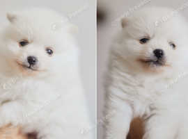 KC white Pomeranian boy