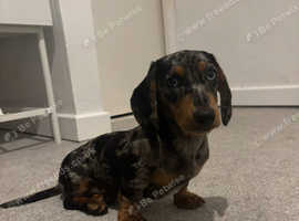 Dachshunds