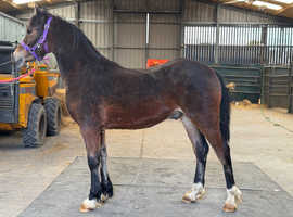 Registered section d colt