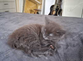 Grey kitten for sale last one